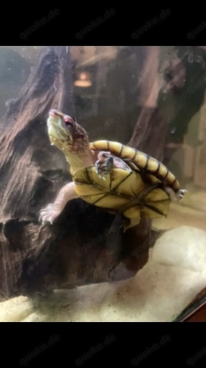 Wasser Schildkröten zu verkaufen + Aquarium, Tabasco Klappschildkröte