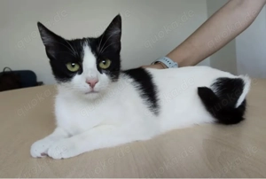 PI ATA- sozial, liebevoll, verschmust