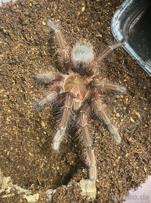 Theraphosa apophysis 
