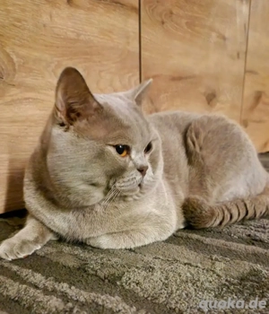 BKH Deckkater Kein Verkauf!!! Bild 3