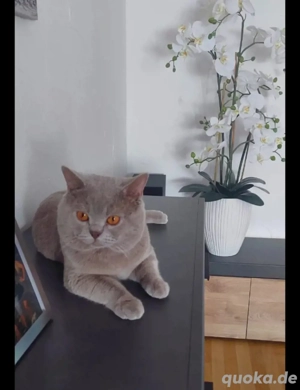 BKH Deckkater Kein Verkauf!!! Bild 2
