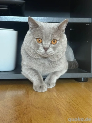 BKH Deckkater Kein Verkauf!!! Bild 4