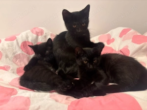 BK-Siam Mix Katzenbabys