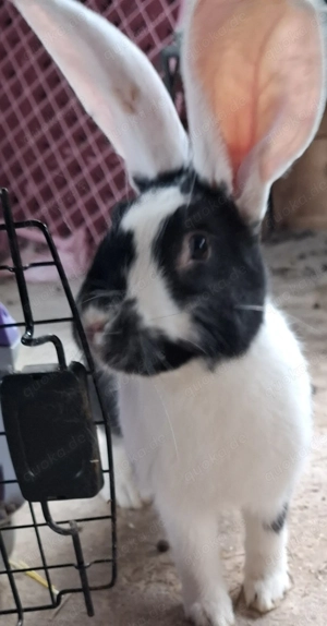 Deutsche Riesen Rammler