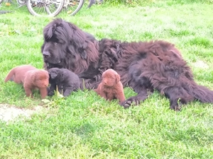 Neufundländerwelpen suchen ein neues Zuhause