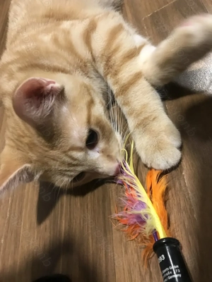 Süße, junge Ginger BKH-Mix Kitten sucht ein neues Zuhause!