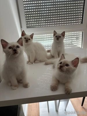 Heilige Birma Kitten