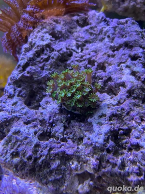 Suche Korallenableger SPS und LPS