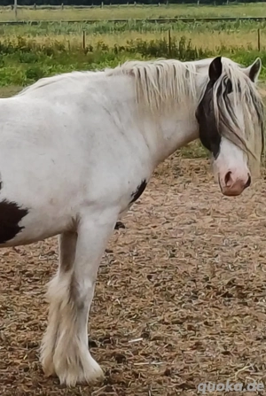 Tinker-Stute- Beisteller 