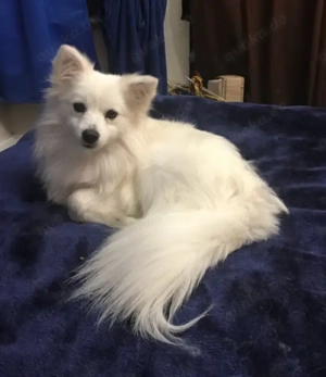 Wunderschöner Pomspitz-Rüde zu verkaufen