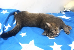 2x BKH Kater Britisch Kurzhaar aus Dortmund Bild 5