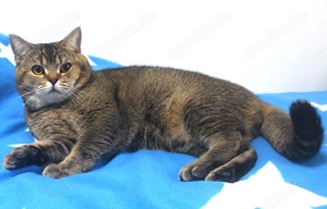 2x BKH Kater Britisch Kurzhaar aus Dortmund Bild 3