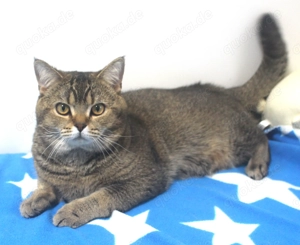 2x BKH Kater Britisch Kurzhaar aus Dortmund Bild 6