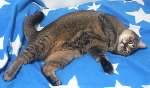 2x BKH Kater Britisch Kurzhaar aus Dortmund Bild 9