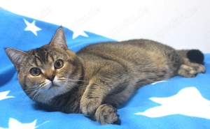 2x BKH Kater Britisch Kurzhaar aus Dortmund Bild 10