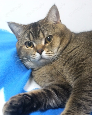 2x BKH Kater Britisch Kurzhaar aus Dortmund Bild 7