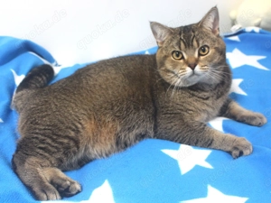 2x BKH Kater Britisch Kurzhaar aus Dortmund Bild 8