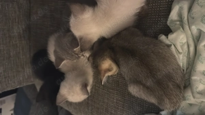 Reinrassige BKH Kitten  1 Mädchen & 1 Jung suchen liebevolles Zuhause