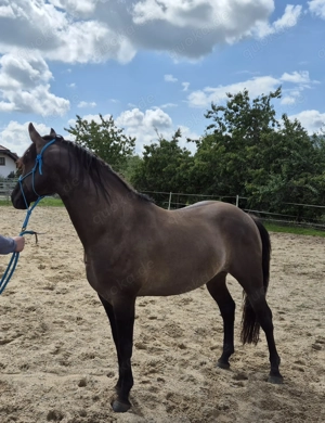 Wunderschöner Quarter Horse Hengst grullo 4 Jahre, 154 cm