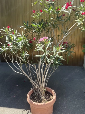 In konstanz Allmannsdorf sehr gepflegte pflanzen zu verkaufen