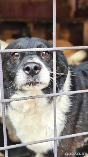 Dringend Pflegestellen gesucht 