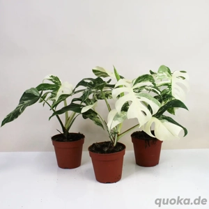 Monstera Deliciosa Variegata