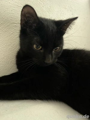 Süsse Katzen suchen ein liebevolles Zuhause 