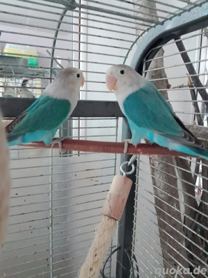 Agaporniden Pfirsichköpfchen blau 