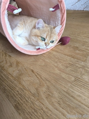 Deckkater Britisch Kurzhaar  Bild 4