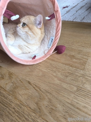 Deckkater Britisch Kurzhaar  Bild 2