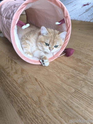 Deckkater Britisch Kurzhaar  Bild 6