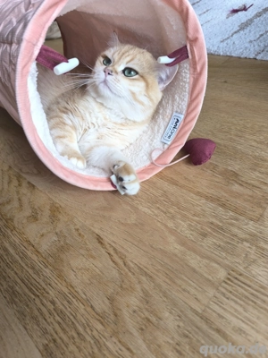 Deckkater Britisch Kurzhaar 