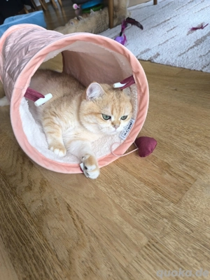 Deckkater Britisch Kurzhaar  Bild 5