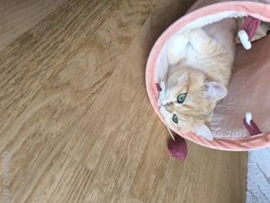 Deckkater Britisch Kurzhaar  Bild 7