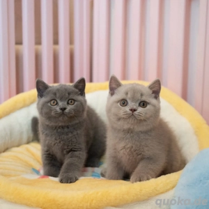 schöne Britisch Kurzhaar Kätzchen verfügbar