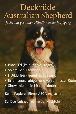 Deckrüde Australian Shepherd 