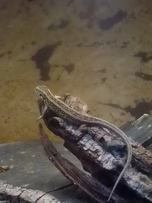 Zauneidechsen Lacerta agilis