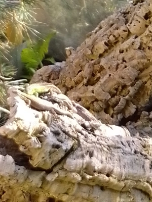 Zauneidechsen Lacerta agilis Bild 6