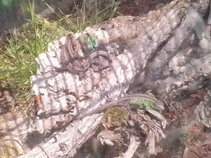 Zauneidechsen Lacerta agilis Bild 5