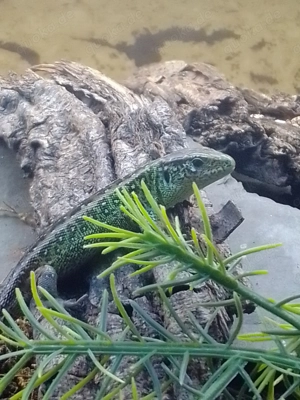 Zauneidechsen Lacerta agilis Bild 9