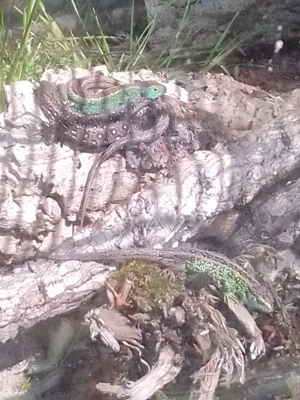 Zauneidechsen Lacerta agilis Bild 7