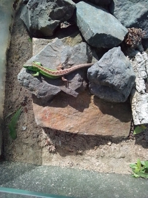 Zauneidechsen Lacerta agilis Bild 2