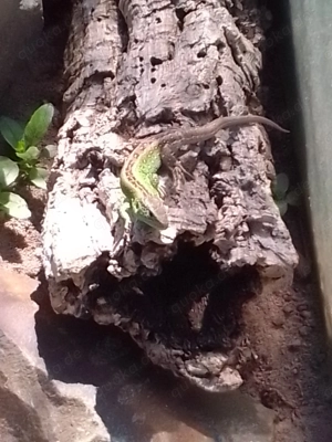 Zauneidechsen Lacerta agilis Bild 3
