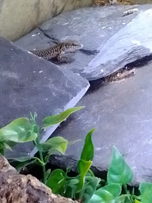 Mauereidechsen  Podarcis muralis
