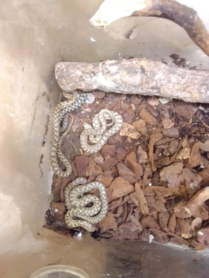 Vipernnatter Matrix maura