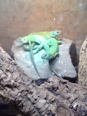 Smaragdeidechse Lacerta viridis