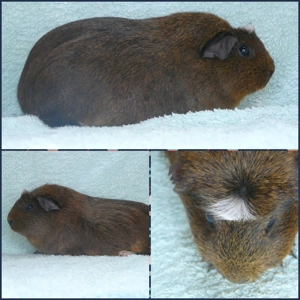 Am.Crested und E.Crested zur Abgabe  Bild 6