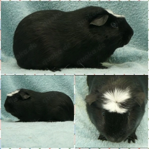 Am.Crested und E.Crested zur Abgabe  Bild 2