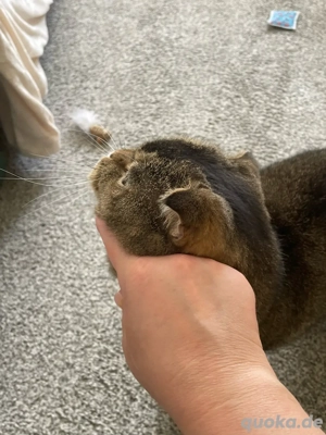 Freie Plätze für Kleintiere