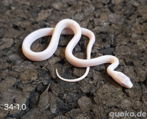 Hypo Palmetto, Ghost Palmetto 